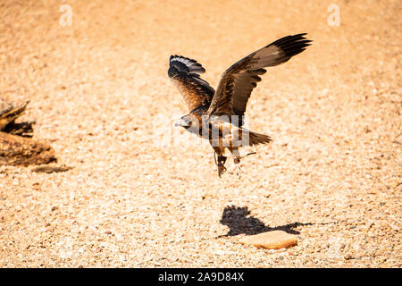 Un aigle australien prend la fuite d'Alice Springs, Australie Banque D'Images