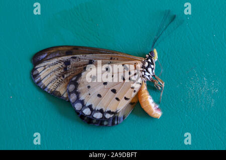 Close-up view of tropical papillon avec les ailes repliées. Des détails d'ailes, les yeux, les jambes, des antennes. Le papillon couché sur le côté a un corps noir. Banque D'Images