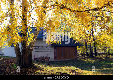 Splendide ensemble de bouleaux jaunes avec des feuilles d'automne sur un domaine rural en face d'une grange Banque D'Images