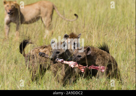 Les Lions , Panthera leo, et hyènes, Crocuta crocuta, Masai Mara, Kenya. Banque D'Images