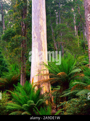 Lila blanc géant en forêt Evercreech Réserver, Tasmanie, Australie, Remnan forest enregistrés pour la gomme blanche énorme Banque D'Images