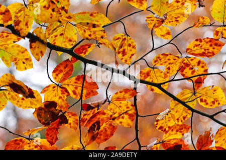 Feuilles de hêtre brillant en automne, close-up Banque D'Images