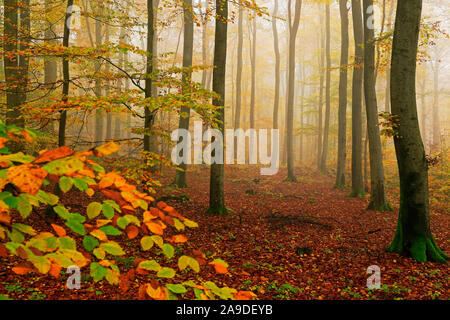 Forêt de hêtres en automne, Freudenburg dans Saarburg, Saargau, Rhénanie-Palatinat, Allemagne Banque D'Images