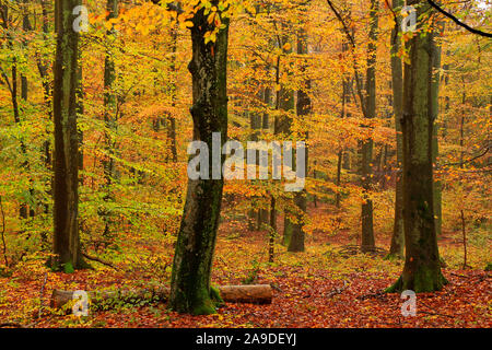 Forêt de hêtres en automne, Freudenburg dans Saarburg, Saargau, Rhénanie-Palatinat, Allemagne Banque D'Images