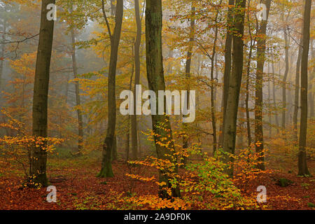 Forêt de hêtres en automne, Freudenburg dans Saarburg, Saargau, Rhénanie-Palatinat, Allemagne Banque D'Images