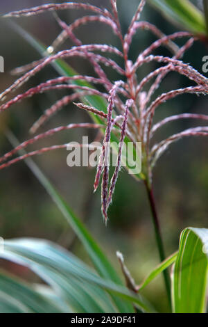 Miscanthus sinensis var. condensatus 'Cosmopolitan' (v) AGM avec une fleur dans la fin d'octobre Banque D'Images