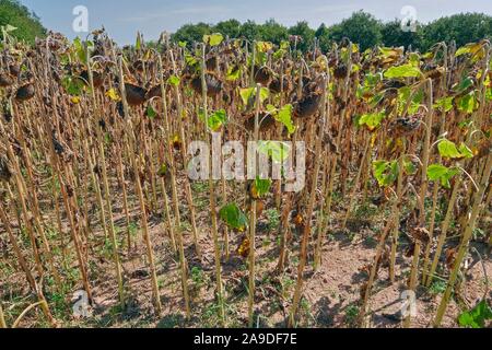 Champ de tournesol à Stockbridge dans la chaleur de l'été 2018, Saarland, Allemagne Banque D'Images