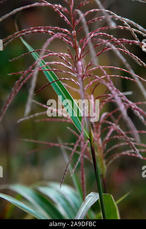 Miscanthus sinensis var. condensatus 'Cosmopolitan' (v) AGM avec une fleur dans la fin d'octobre Banque D'Images