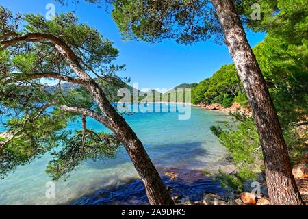 Pines au Cala Pi de la posada, Cap Formentor, Majorque, Îles Baléares, Espagne Banque D'Images