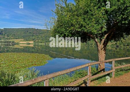 Meerfelder Maar près de Manderscheid, Vulkaneifel, Rhénanie-Palatinat, Allemagne Banque D'Images