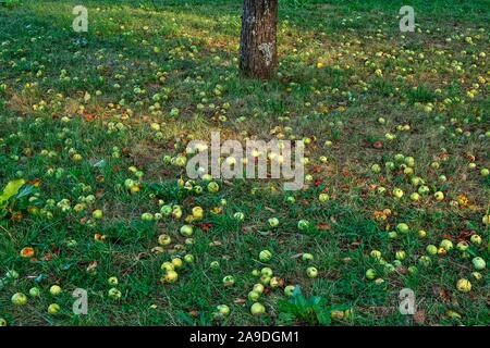 Effet d'aubaine, les pommes on meadow Banque D'Images