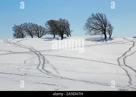 Les hêtres chauve au Schauinsland en hiver, près de Fribourg, sud de la Forêt Noire, Bade-Wurtemberg, Allemagne Banque D'Images