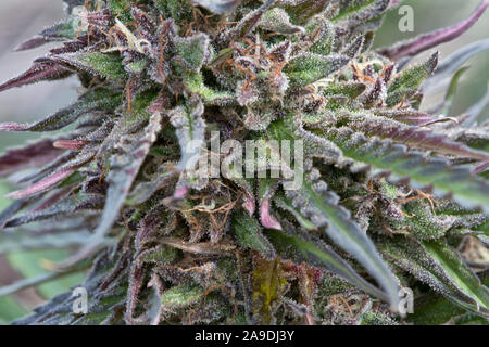 Chanvre biologique uver 'Haze' floraison, Cannabis sativa. Banque D'Images