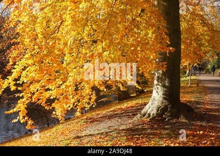 Dans les arbres décolorés Wallanlagen en automne, Bremen, Germany, Europe Banque D'Images