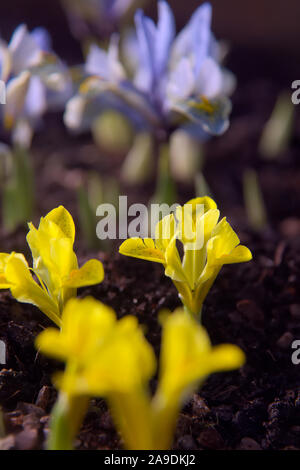 Iris danfordiae et Iris 'Katharine Hodgkin' (reticulata) AGA en Janvier Banque D'Images