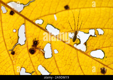 Sur la face inférieure des feuilles d'araignée Banque D'Images