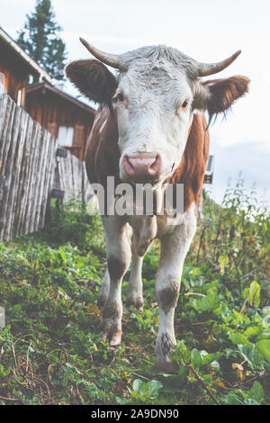 Une vache dans le montagnes bavaroises à curieux dans l'appareil photo Banque D'Images