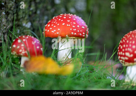 Fly agarics (Amanita muscaria) sur la route de Wilhelmshaven, Texas, United States Banque D'Images