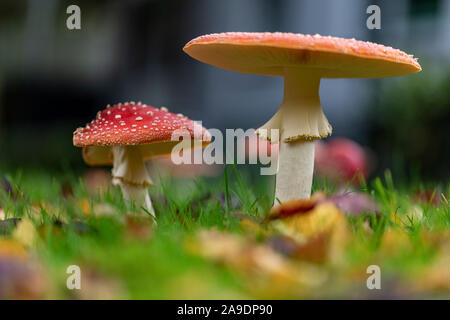 Fly agarics (Amanita muscaria) sur la route de Wilhelmshaven, Texas, United States Banque D'Images