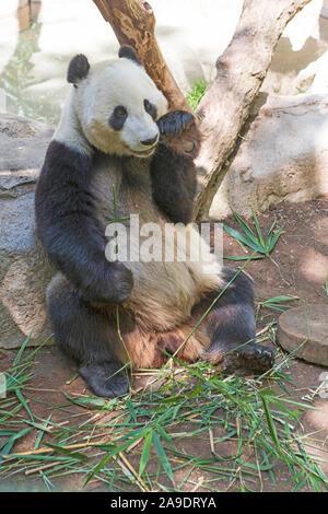 Grand Panda dans un zoo l'habitat dans le Zoo de San Diego Banque D'Images