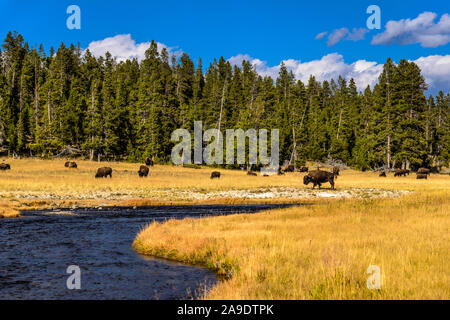 USA, Wyoming, Yellowstone National Park, Madison, Nez Perce Creek le troupeau de bisons, Banque D'Images