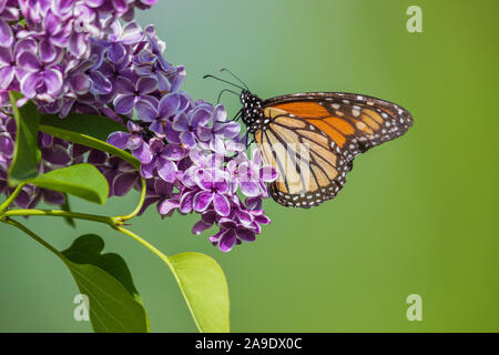 Papillon monarque sur un lilac bush dans le nord du Wisconsin. Banque D'Images