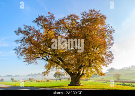 Allemagne, Bade-Wurtemberg, Hildrizhausen, upper lime-tree dans la Würmtal Banque D'Images