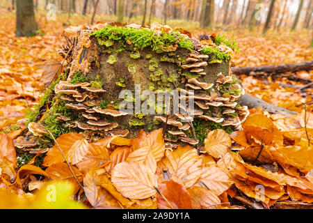 Support arc-en-ciel (Trametes versicolor), fruits chargé de souche d'un copper beech (Fagus sylvatica) Banque D'Images