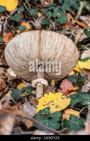 Coulemelle (Macrolepiota procera) Banque D'Images