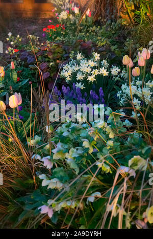 Pot à l'aide de combinaisons de couleurs printemps Tulipa 'Addis', Tulipa 'Mango' Charme, Muscari armenicum - anémone coronaria (Groupe de Caen) 'Hollandia', Ane Banque D'Images