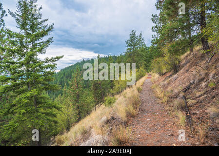 Sentier de randonnée de haute altitude étroit sur le côté de la montagne à travers la forêt de pins Banque D'Images