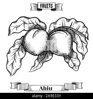 Chalk Vintage hand drawn vector illustration de fruits isolés. Pouteria caimito, Abiu. Jardin exotique et collection de produits pour la cuisine et restaurant Illustration de Vecteur