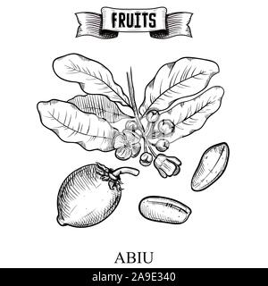 Encre Antique Hand drawn vector illustration de fruits isolés. Pouteria caimito, Abiu. Collection de décoration pour des produits agricoles et de l'intérieur tissu wallp Illustration de Vecteur