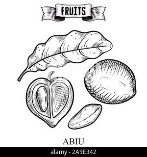Main stylo croquis, mobilier de style vector illustration de fruits isolés. Pouteria caimito, Abiu. Collection d'éléments exotiques pour le tissu et de l'intérieur Illustration de Vecteur
