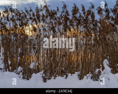 Reed sur la rive de l'Pfäffikersees avec lever du soleil en hiver Banque D'Images