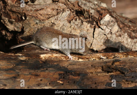 Un mignon petit Campagnol roussâtre sauvages, Myodes glareolus en quête de nourriture dans une pile de journaux. Banque D'Images