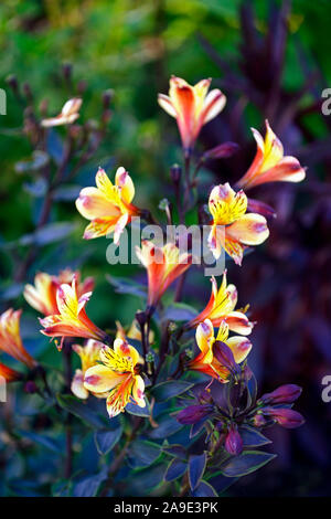 L'Alstroemeria l'Été Indien,lily,Pérou,cuivre,orange,jaune,fleurs,fleurs,fleurs,fleurs vivaces Floral,RM Banque D'Images