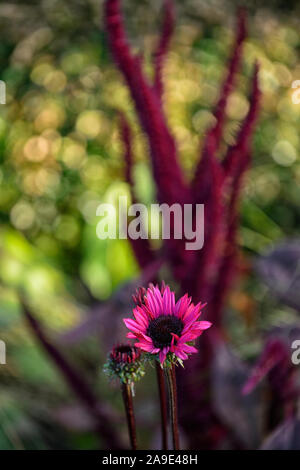 Echinacea purpurea Échinacée,Attraction fatale,violet vif-fleurs roses fleurs vivaces,RM, Banque D'Images