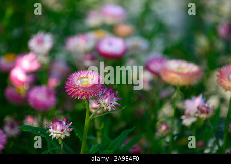 Helichrysum bracteatum mixte,pastel,paille papier daisy daisy,strawflowers,fleurs,éternelle Floral,RM Banque D'Images