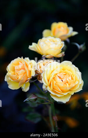 Rosa Dame de Shalott,rose Lady of Shalott,rose,arbustes,roses,fleurs,fleurs,fleurs floral RM Banque D'Images