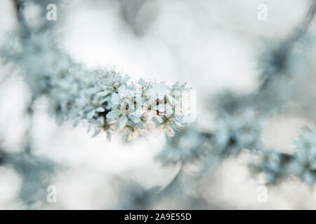 Blossoming blackthorn fork Banque D'Images