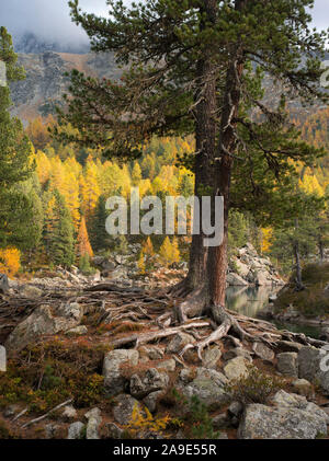 Lago di Saoseo en automne, Canton des Grisons, Suisse Banque D'Images