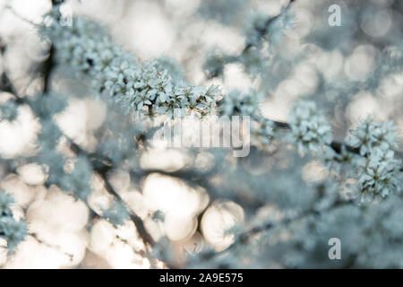 Blossoming blackthorn fork Banque D'Images