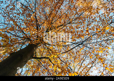 Les hêtres automne au soleil radieux en face de ciel bleu, Banque D'Images