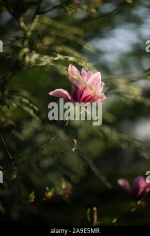 Une promenade au printemps, avec du soleil dans le parc nord et au lac Obersee' 'à Bielefeld, magnolia blossom Banque D'Images