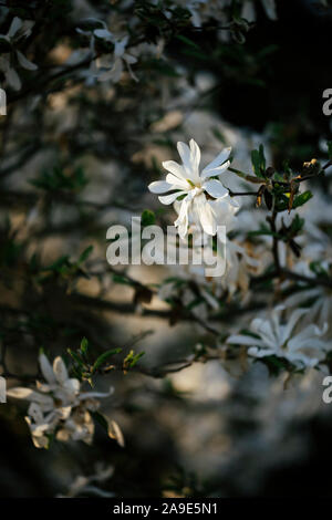 Une promenade au printemps, avec du soleil dans le parc nord et au lac Obersee' 'à Bielefeld, magnolia arbre en fleurs Banque D'Images