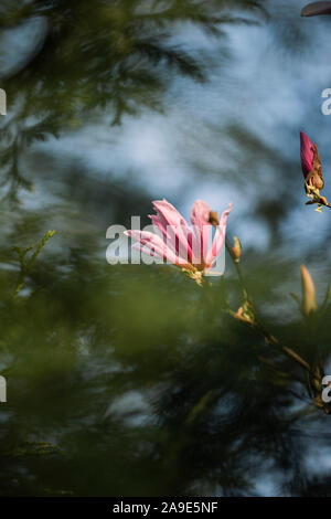 Une promenade au printemps, avec du soleil dans le parc nord et au lac Obersee' 'à Bielefeld, magnolia blossom Banque D'Images