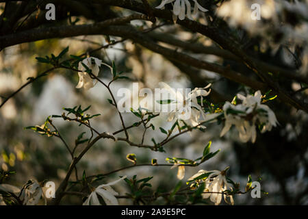 Une promenade au printemps, avec du soleil dans le parc nord et au lac Obersee' 'à Bielefeld, magnolia arbre en fleurs Banque D'Images