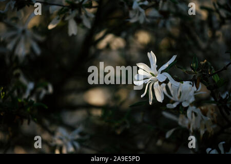 Une promenade au printemps, avec du soleil dans le parc nord et au lac Obersee' 'à Bielefeld, magnolia arbre en fleurs Banque D'Images