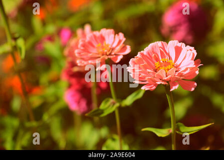 Belle zinnia fleurs dans un jardin d'été, un jour ensoleillé, close-up. Retro style tonique Banque D'Images